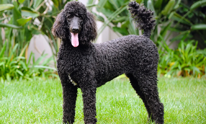Poodle Breed mumbai